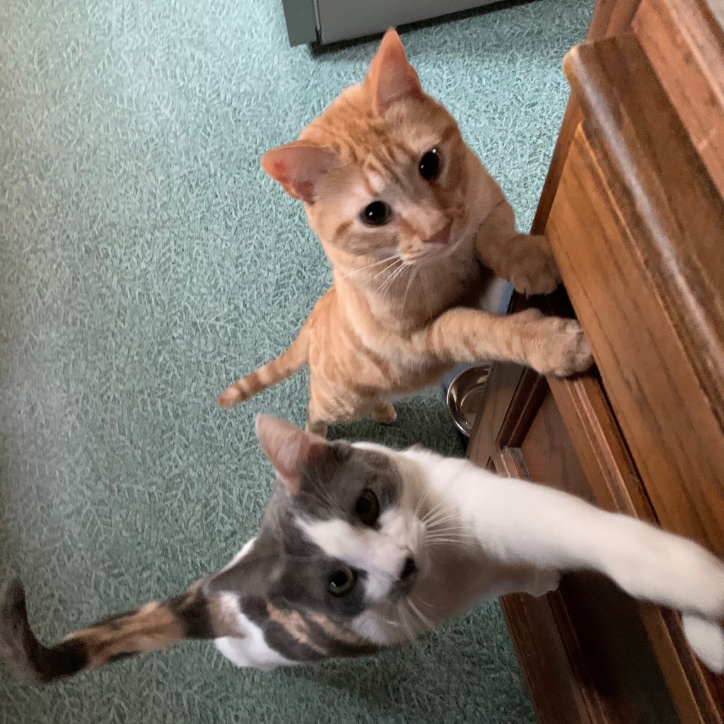 Orange cat and calico cat beg for food in the kitchen.